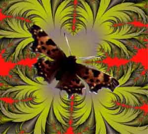 digital art butterfly