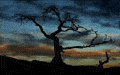 E-Postcard. Burmis tree in sunset, digital photograph, by Craig Robertson